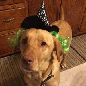 Meet your Posher, Abby